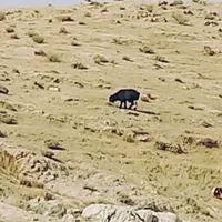 میش بره نر|حیوانات مزرعه|اندیکا, |دیوار