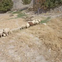 کاور ماده|حیوانات مزرعه|سیوان, |دیوار