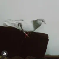 کبوتر ماده نقره ای خرقه روس دمپاک|پرنده|برخوار, |دیوار