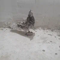 نر سار شکلاتی پر خال|پرنده|تربت‌حیدریه, ۴۵ متری|دیوار
