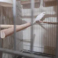 مرغ عشق ماده البینو