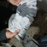 نروماده هفترنگ لک دار|پرنده|اسفرورین, |دیوار