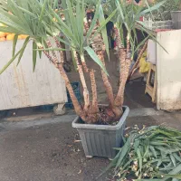 گیاه یوکا|گل و گیاه طبیعی|گرگان, |دیوار