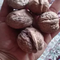 گردو بادام محلی