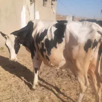 گاو شیری