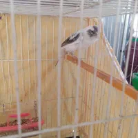 قناری نر ابلغ|پرنده|تربت‌حیدریه, قاسم آباد|دیوار