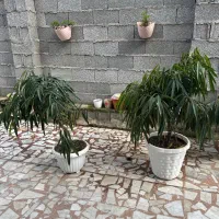 ۳ عدد گل|گل و گیاه طبیعی|تولم شهر, |دیوار