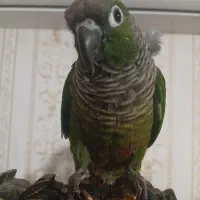 طوطی گرینچیک رام