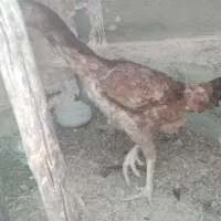 مرغ لاری|حیوانات مزرعه|سرپل ذهاب, |دیوار