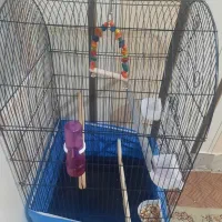 قفس طوطیسانان|لوازم جانبی حیوانات|قم, بنیاد|دیوار