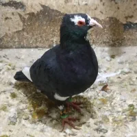 کبوتر قلدر وخوشکل|پرنده|تربت‌حیدریه, شهرک ولیعصر|دیوار