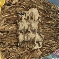 فری سایز