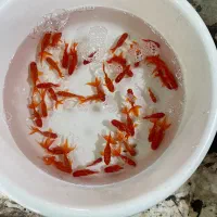 ماهی قرمز|ماهی|کرج, اصفهانی‌ها|دیوار