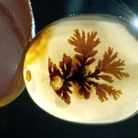 نگین شجرقائن