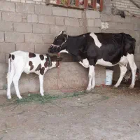 گاوشیری باگوساله ماده