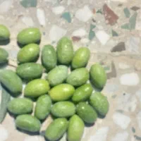 فروش زیتون سبز فیشوم ورطبی درجه یک دست چین|خوردنی و آشامیدنی|شیراز, باغ تخت|دیوار