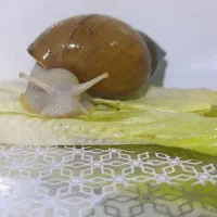حلزون آلبینو