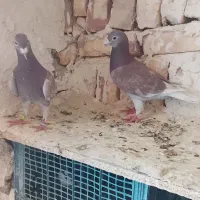 کبوتر بور مگسس