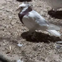 کبوتر طوقی|پرنده|گلپایگان, |دیوار