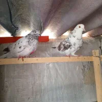 کبوتردوطوق جفت ۴۰۰