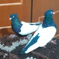 کسی پرنده خوب سینه ای درجه یک خواست هست|پرنده|اهواز, دغاغله|دیوار