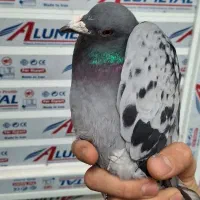 کفتر|پرنده|اردکان, |دیوار