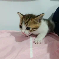 آدرس زابل بچه گربه