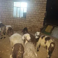 بره هم داشتی هم کشتاری درجه یک