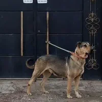 پژدر|سگ|مشکین‌دشت, |دیوار