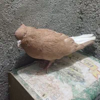 زرد دم سفید