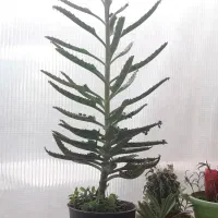 اشک تمساح