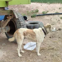 سگ گله ۲ برف