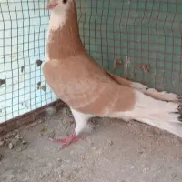 کفتردمگیر