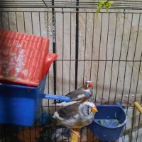 اهواز کوی علوی خیابان رضوی فرعی دو روبروی کلانتری