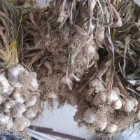 سیر تازه|خوردنی و آشامیدنی|حسین آباد, |دیوار