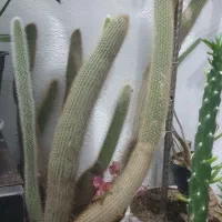 کاکتوس.معاوضه|گل و گیاه طبیعی|سهند, |دیوار