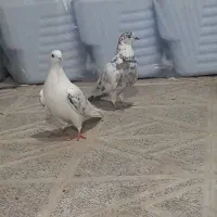 طوقی|پرنده|ارشق, |دیوار