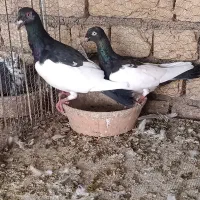 نرماده یهودی