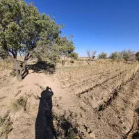 زمین زراعی تجاری|فروش زمین و ملک کلنگی|شال, |دیوار