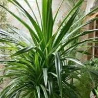 گلدون گیاه پاندانوس