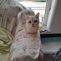 گربه  بریتیش سیلورماده