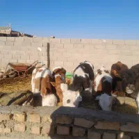 9راس گوساله فروشی|حیوانات مزرعه|طاغنکوه, |دیوار