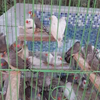 فنچ فنج
