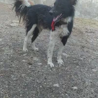 جفت سگ