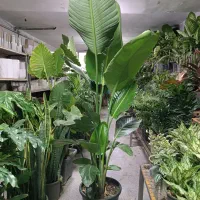 جشنواره تخفیفات پاییزه لیلیوم