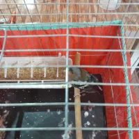 سهره نر جوجه سال ریزه خون