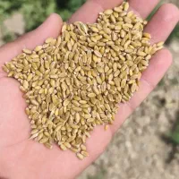 خرید فروش گندم جو