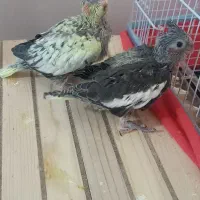 یک جفت عروس هلندی با جفت جوجه کامل دستی و خونگی|پرنده|برازجان, |دیوار