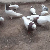 طوقی|پرنده|سبزوار, امیریه|دیوار