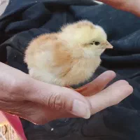 جوجه گلپایگان و جوجه اردک اصلاح شده
